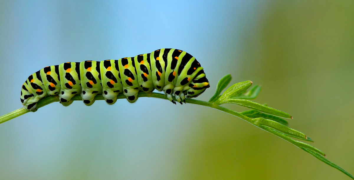 This Papilio caterpillar is very similar to that of the Oregon swallowtail.