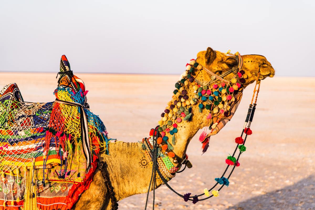 Camel in the desert 