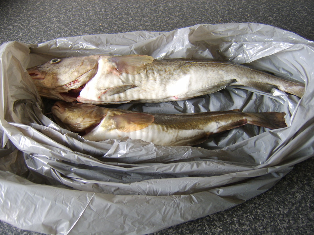 Cod and codling are older/larger, younger/smaller versions of the same species