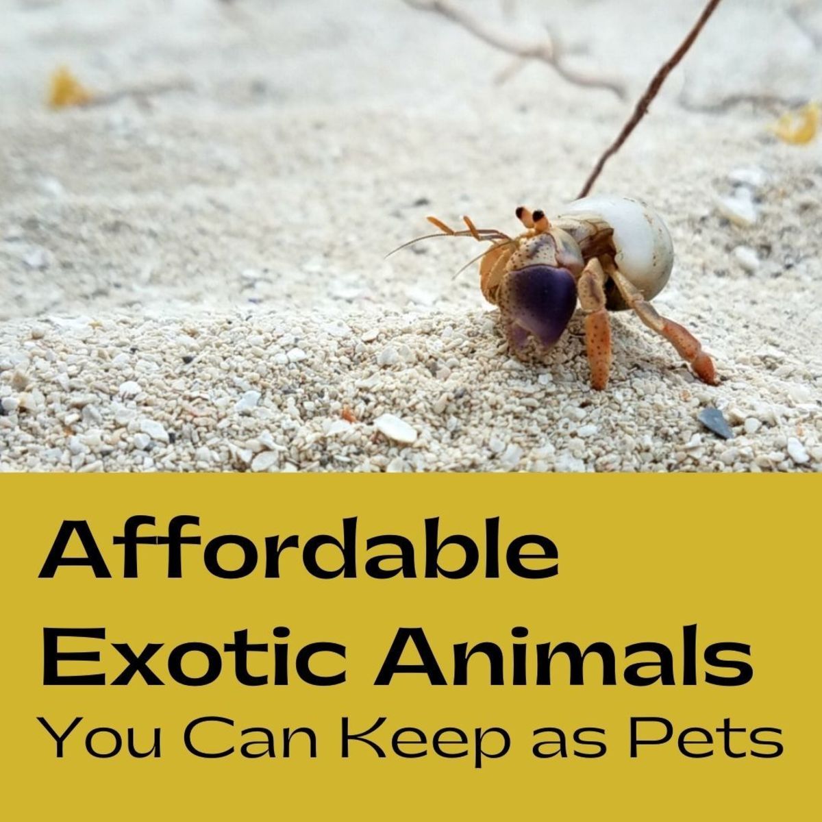 10 Cheap Exotic Pets