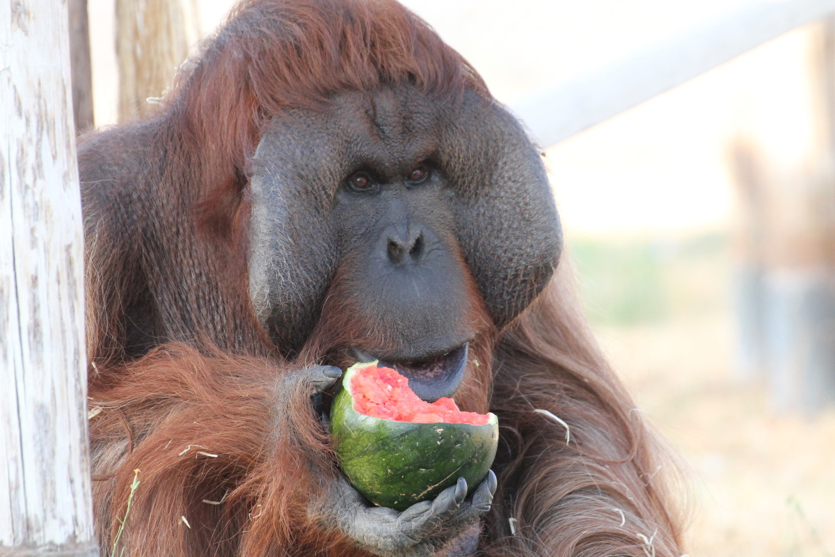 Boris, the centre's only Orangutan, enjoys some watermelon