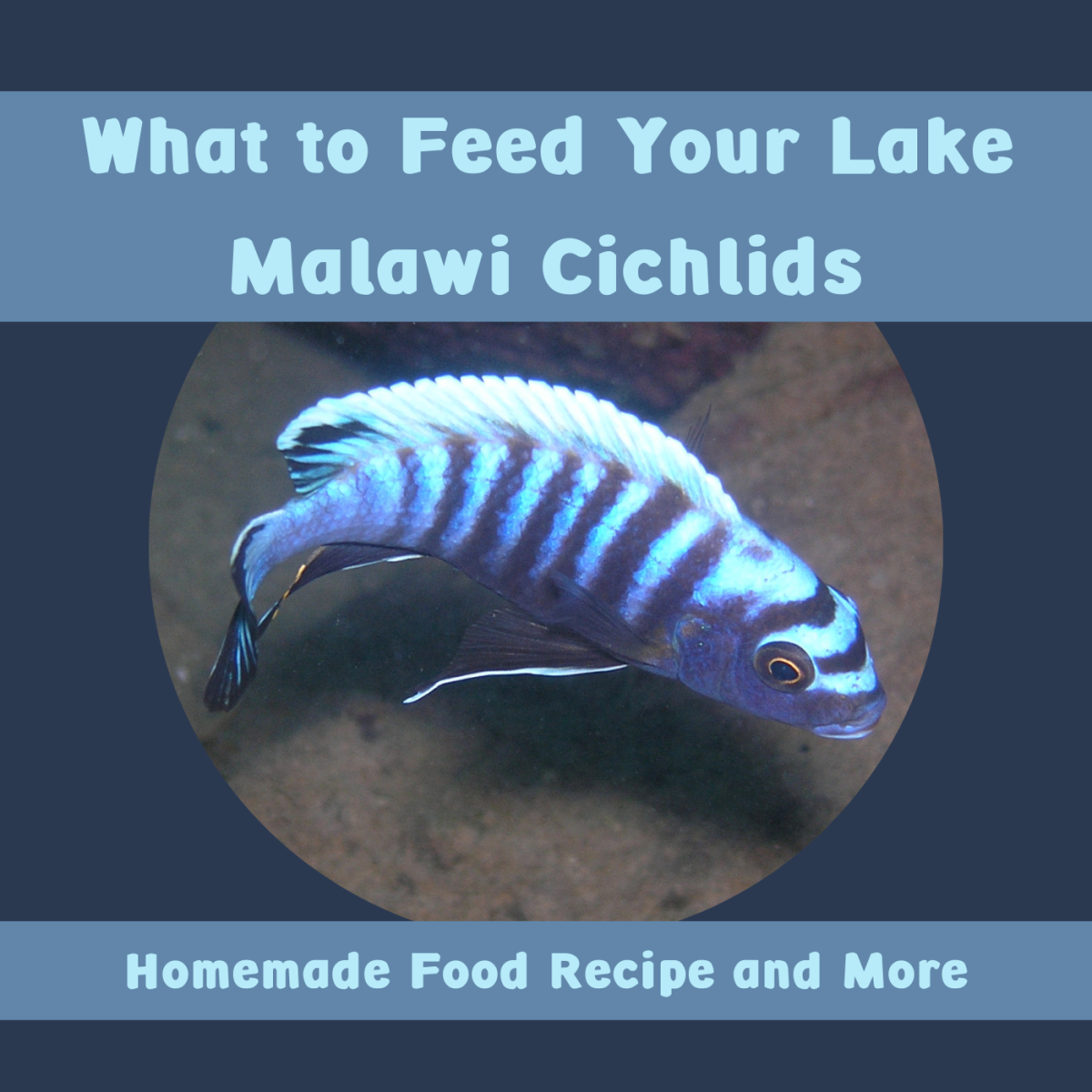 Learn what to consider when choosing a food, how to make your own food and how often you should feed your cichlids.