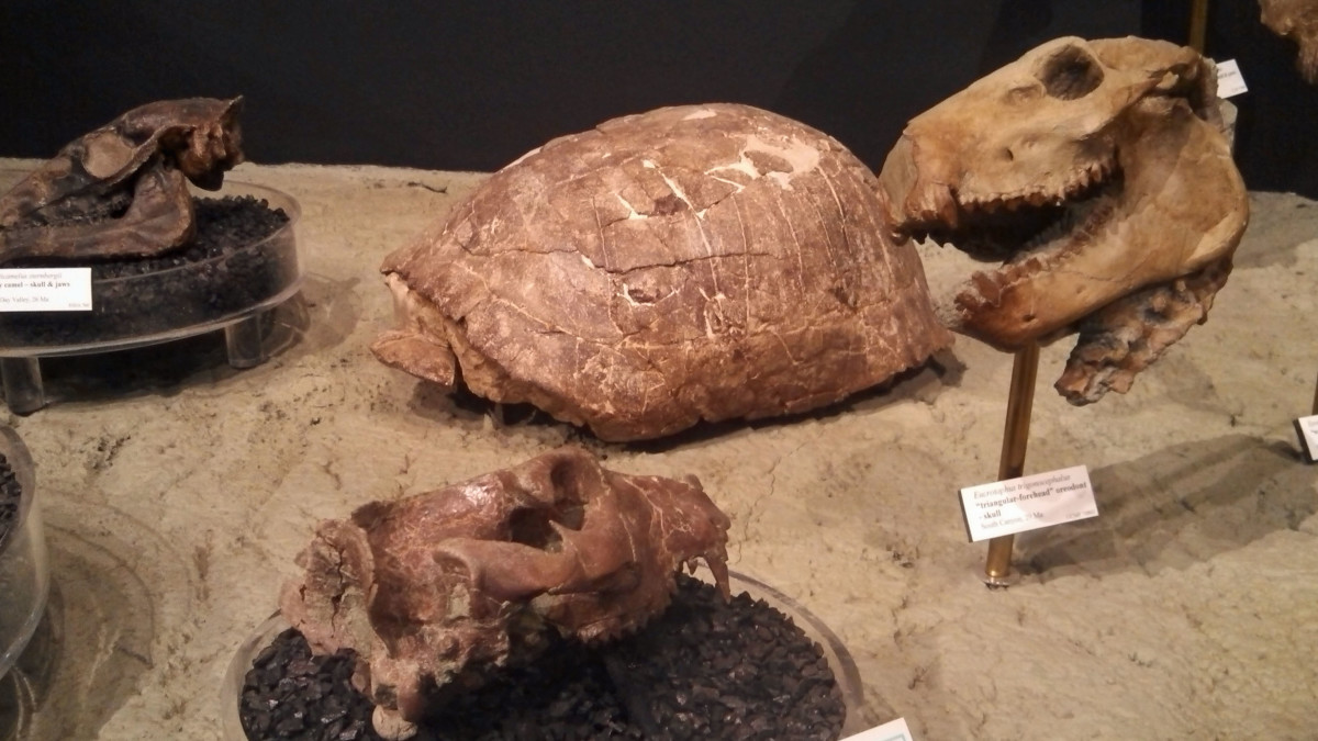 Small tortoise on display.  