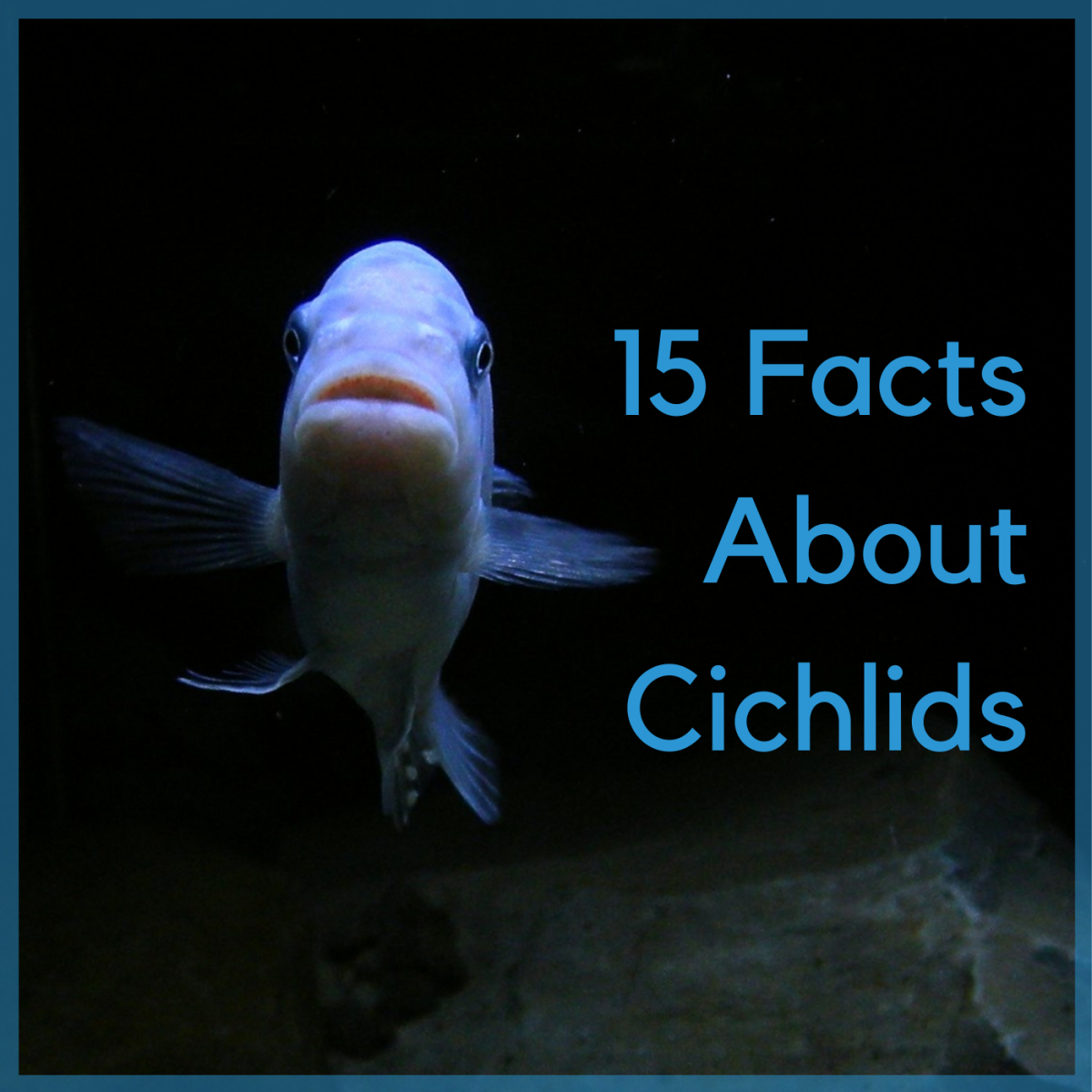 Whether you keep cichlids or you're just a fan, learn more about these fascinating fish.