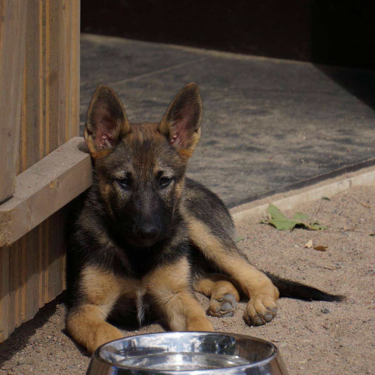 What makes a water bowl good for your dog?