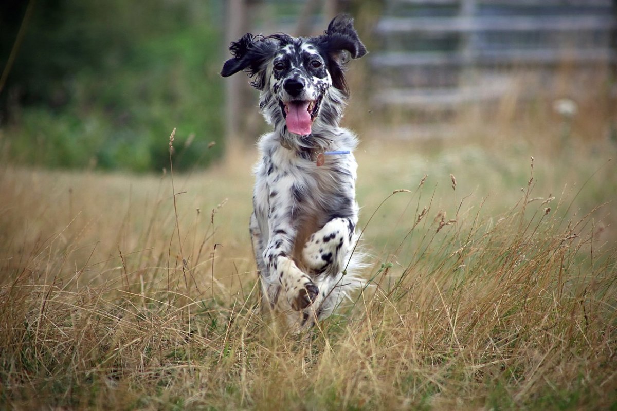 how much food should i feed my english setter