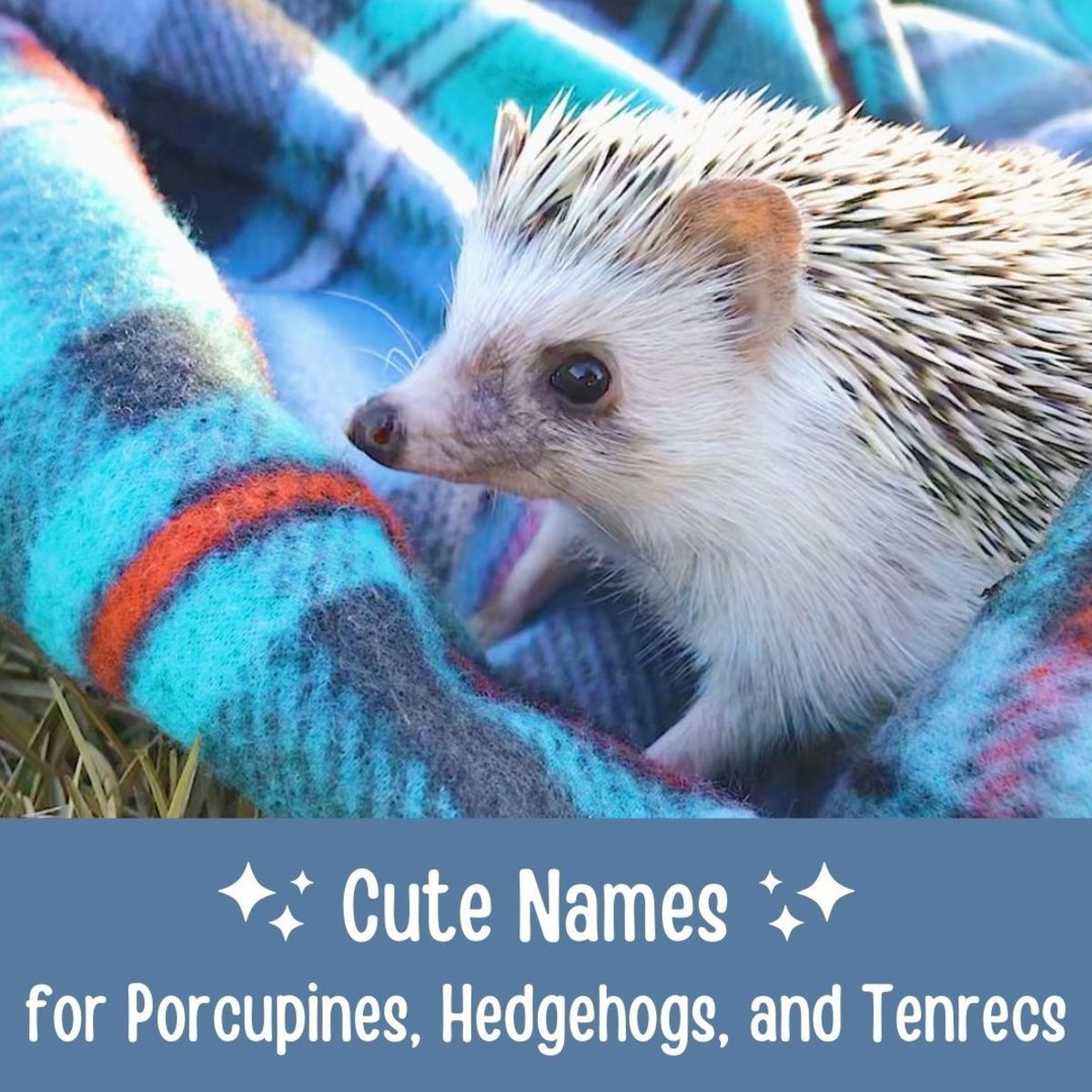 Names for porcupines and hedgehogs.