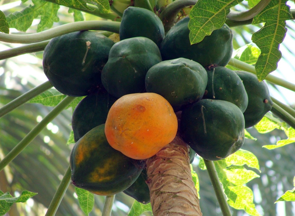 papayas-the-fruit