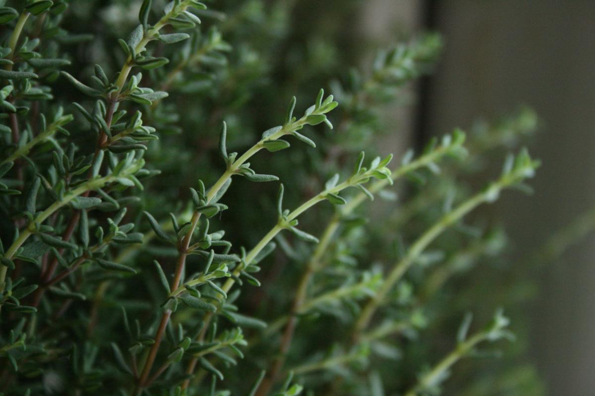 Used by ancient Egyptians, adored by the Romans, immortalized by Shakespeare—every cook needs a little more thyme.