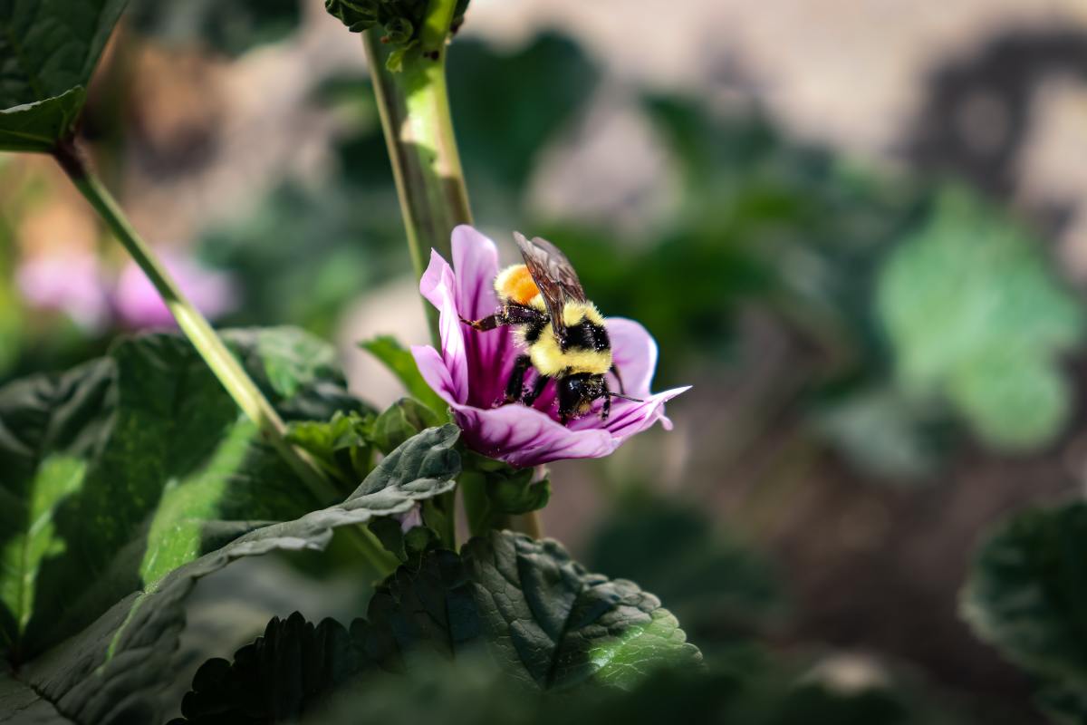 We love fuzzy animals—but not fuzzy images! Make sure that your images are crisp and clear, like this beautiful bee photo.