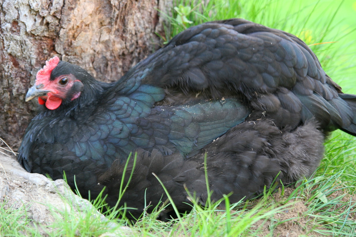 Australorps are among the best producers of large quantities of brown eggs. 