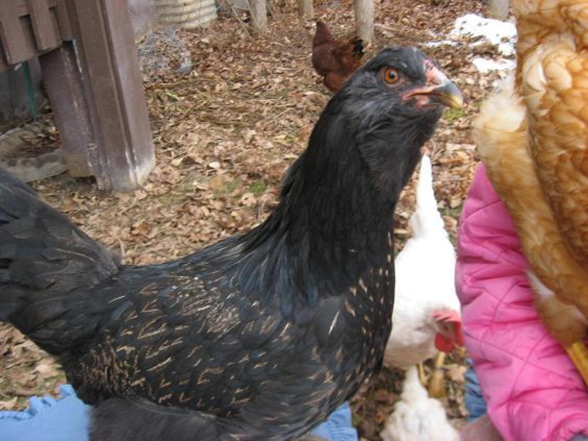 Easter Egger hens are not guaranteed to lay blue eggs. Look into Ameraucana or Crested Legbar breeds to ensure the color you want!