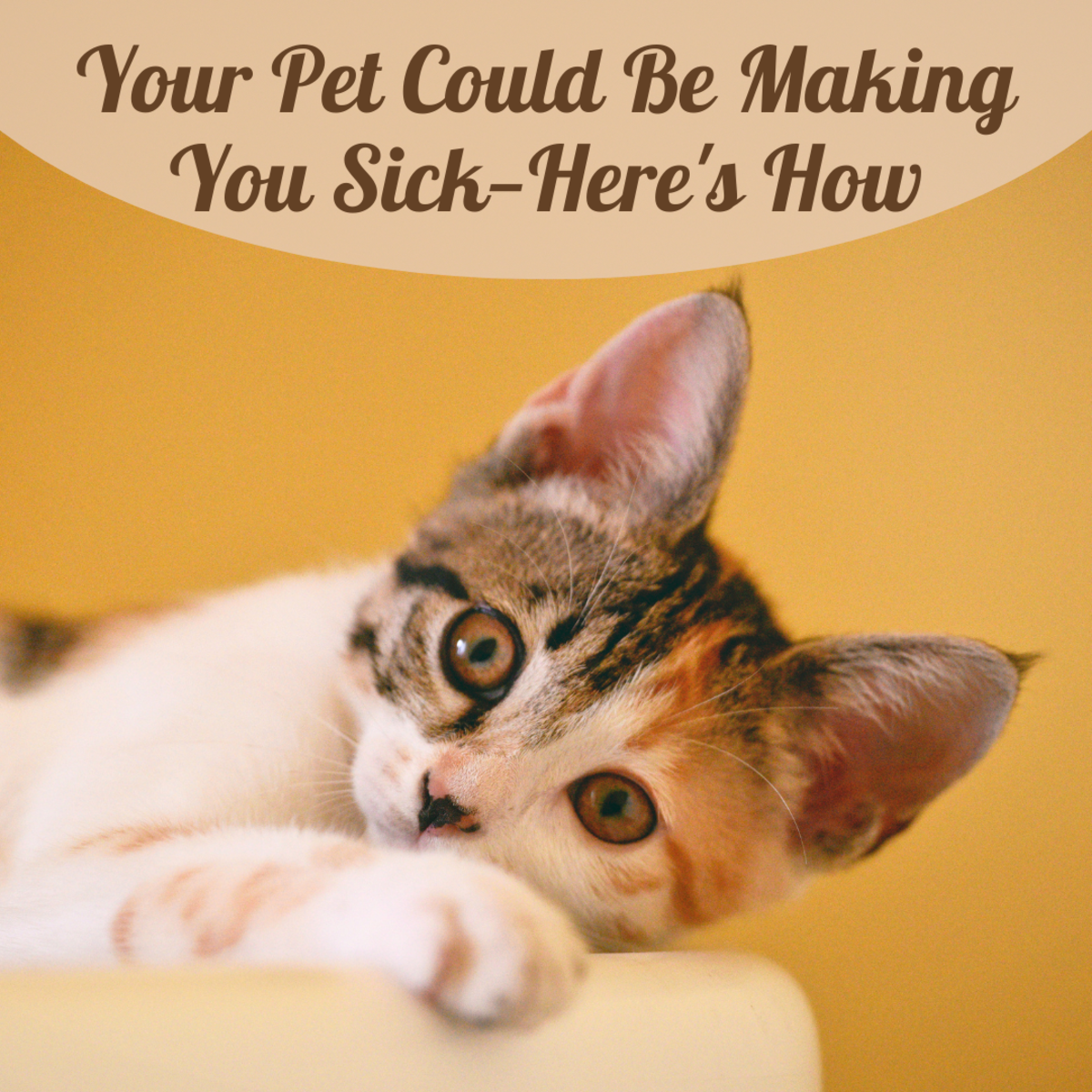 Can Pets Make You Sick?