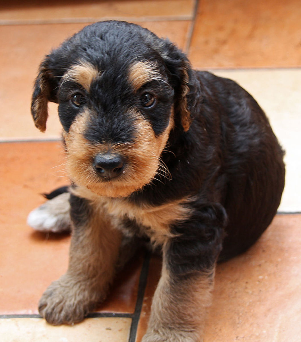 can a alopekis and a airedale terrier be friends