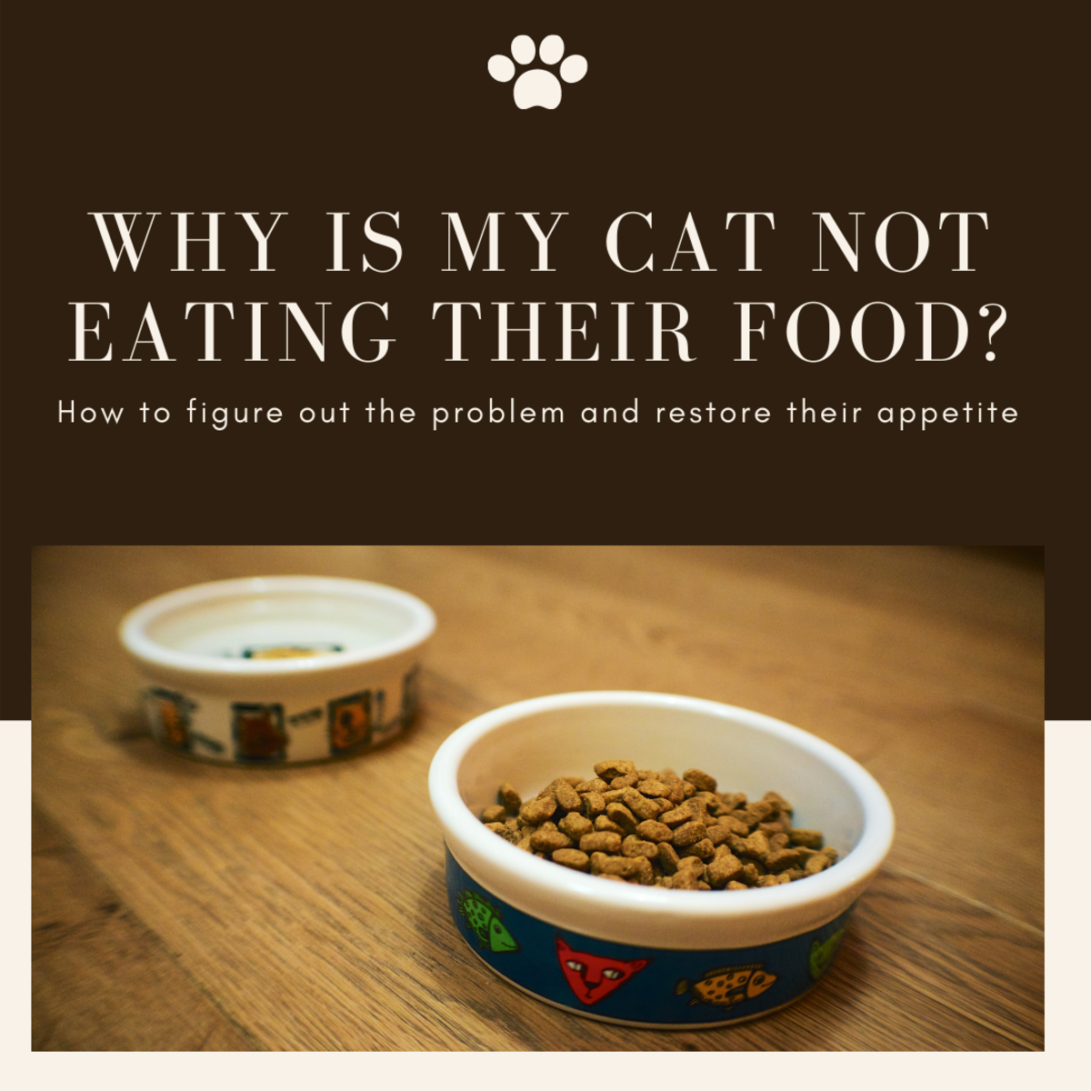 This article will help you troubleshoot why your cat may not be eating and provide options for what you can do to help restore their appetite.