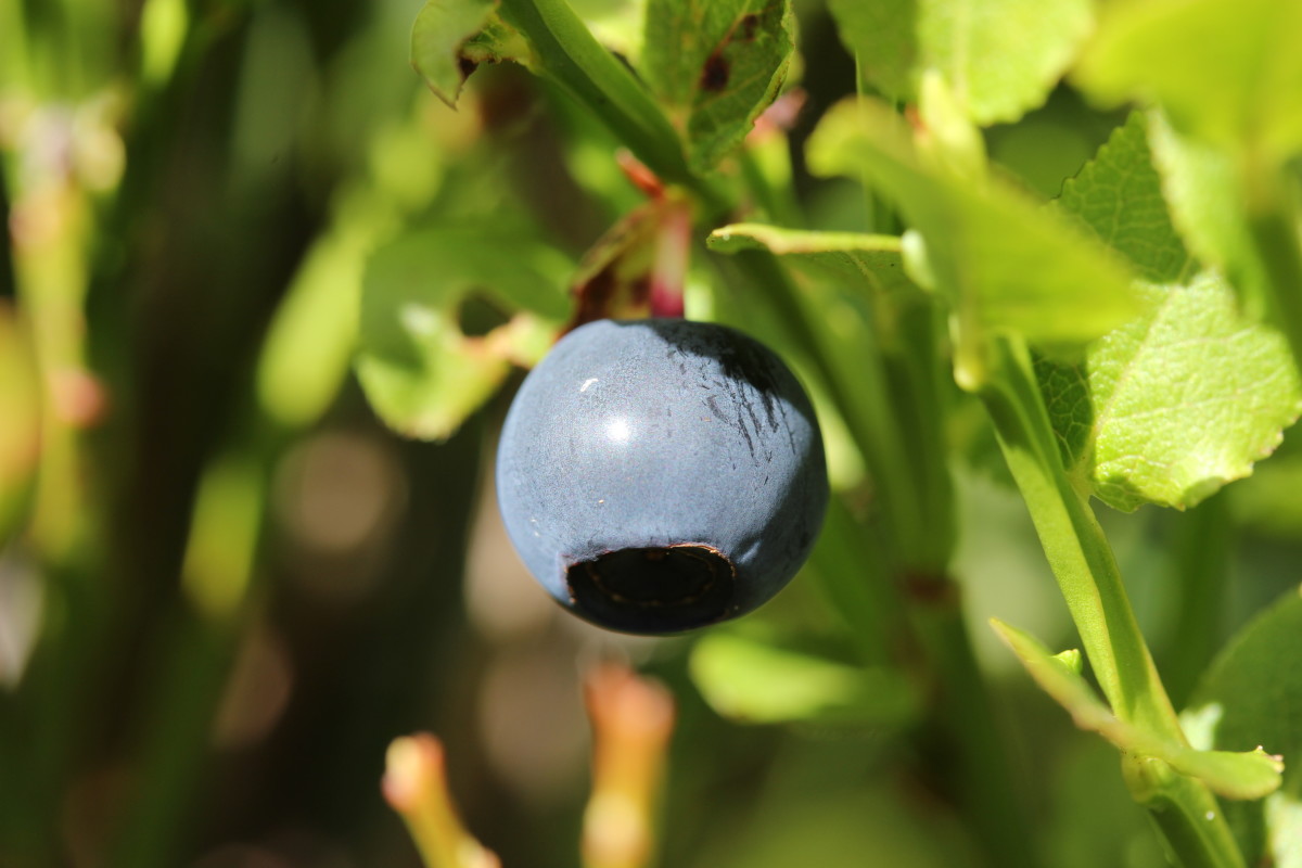 Three Berries You May Not Know Are Great for Eyesight RemedyGrove