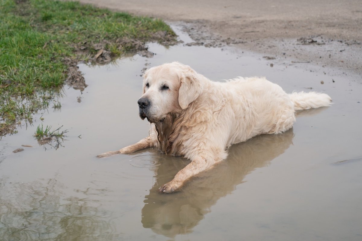 Some advance preparation can help keep your pet safe and healthy in the event of an emergency. 