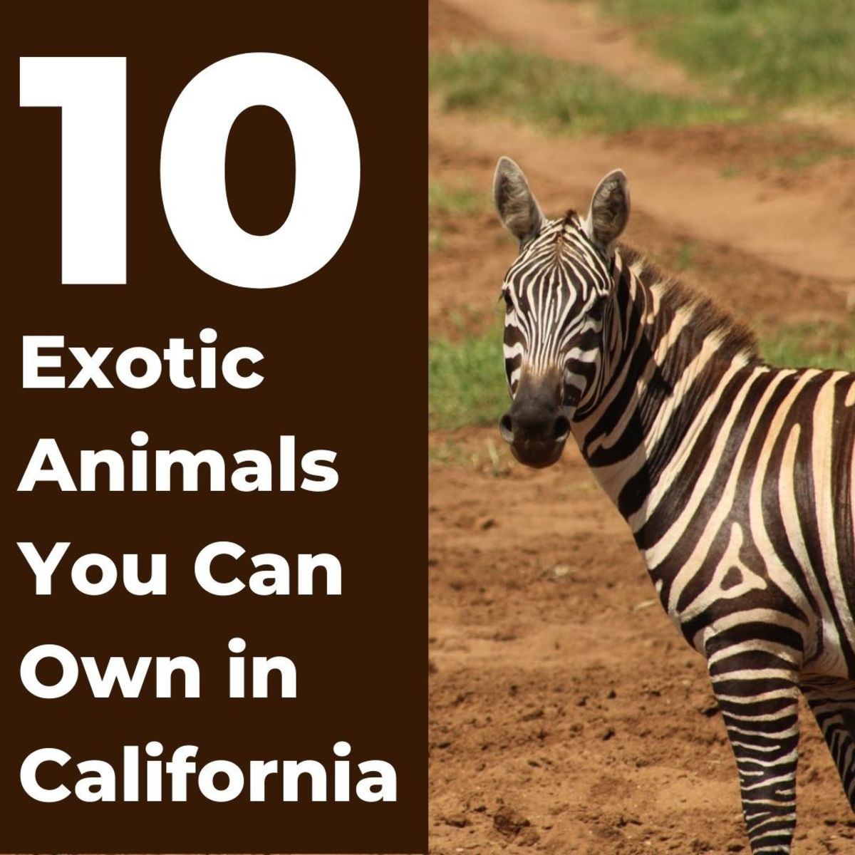 10 Exotic Pets That Are Legal to Own in California