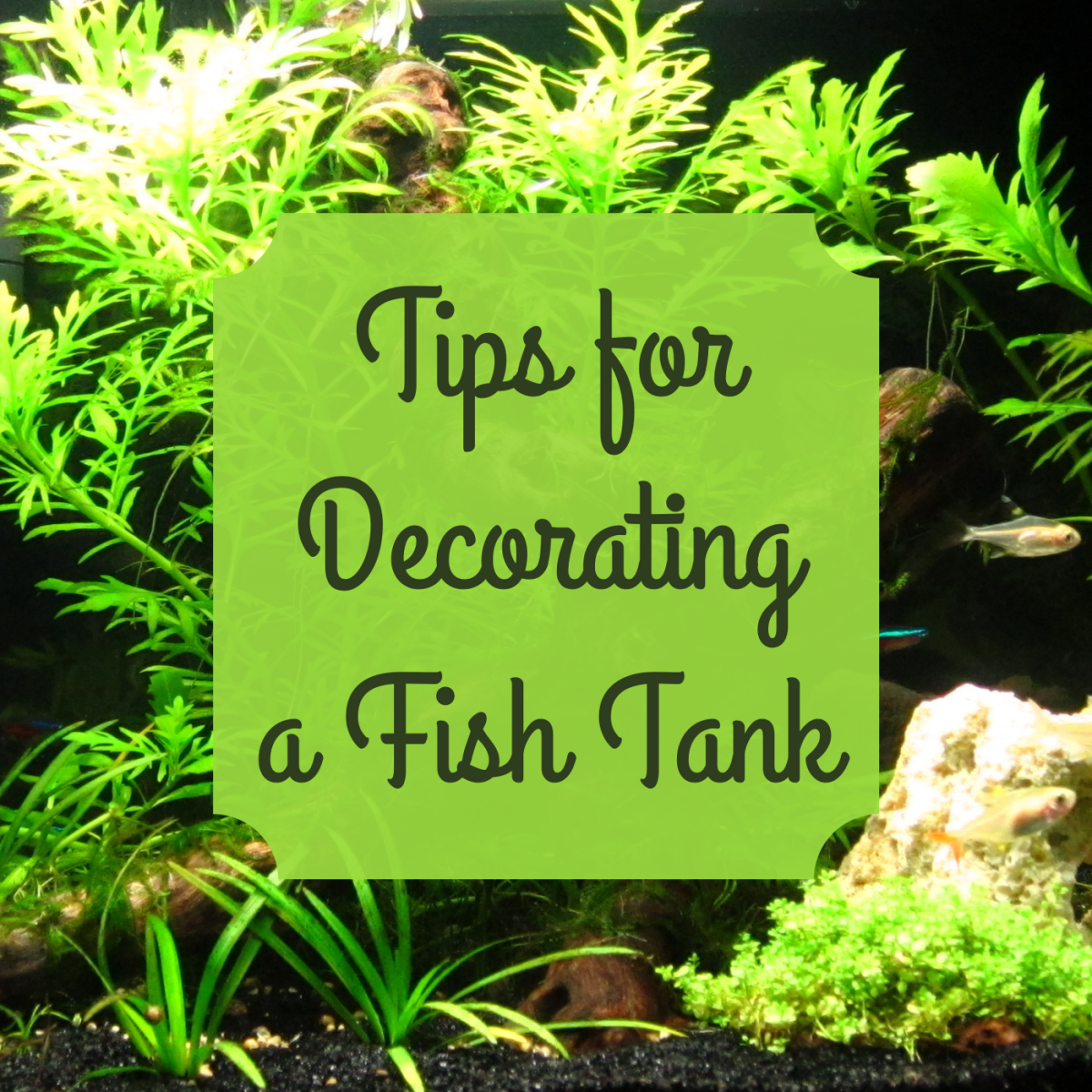 Get ideas for creating an aquarium that will delight both you and your fish!