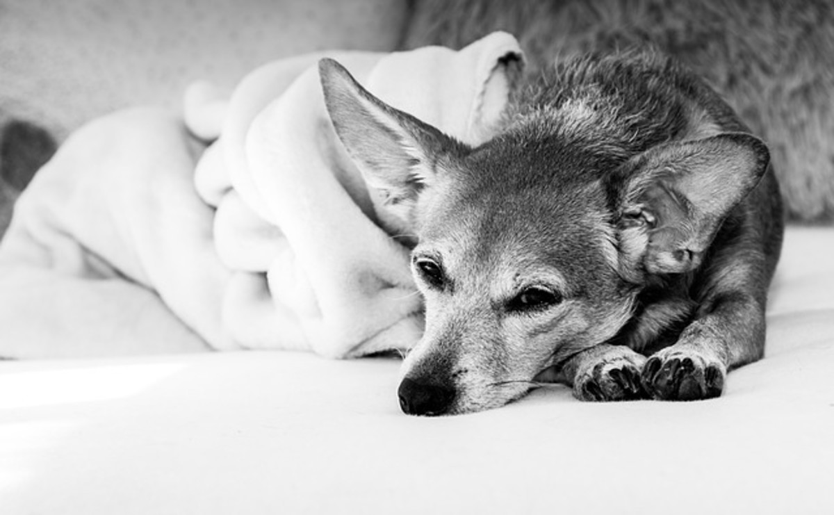 Learn what steps you can take to provide comfort during your dog's last days and hours.