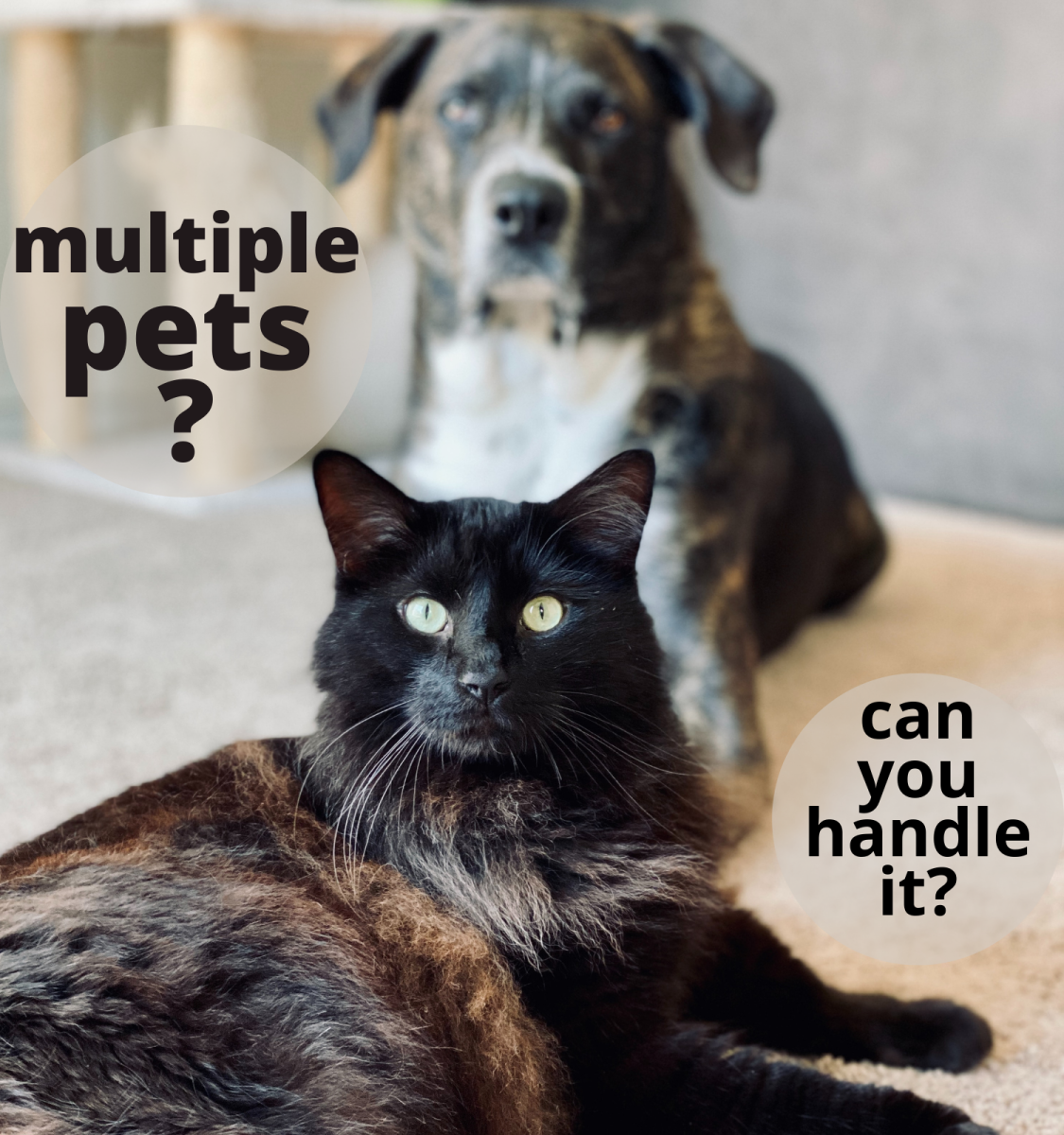 Are you prepared for having more than one pet in your home?