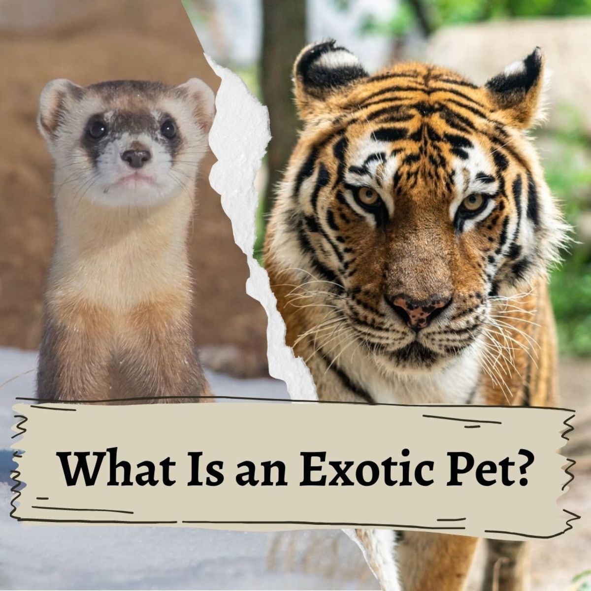 What Is an Exotic Pet?