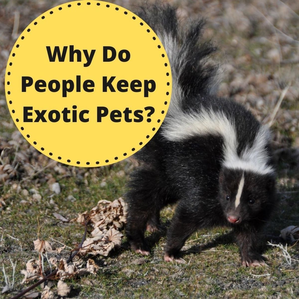 Why Do People Keep Exotic Pets?