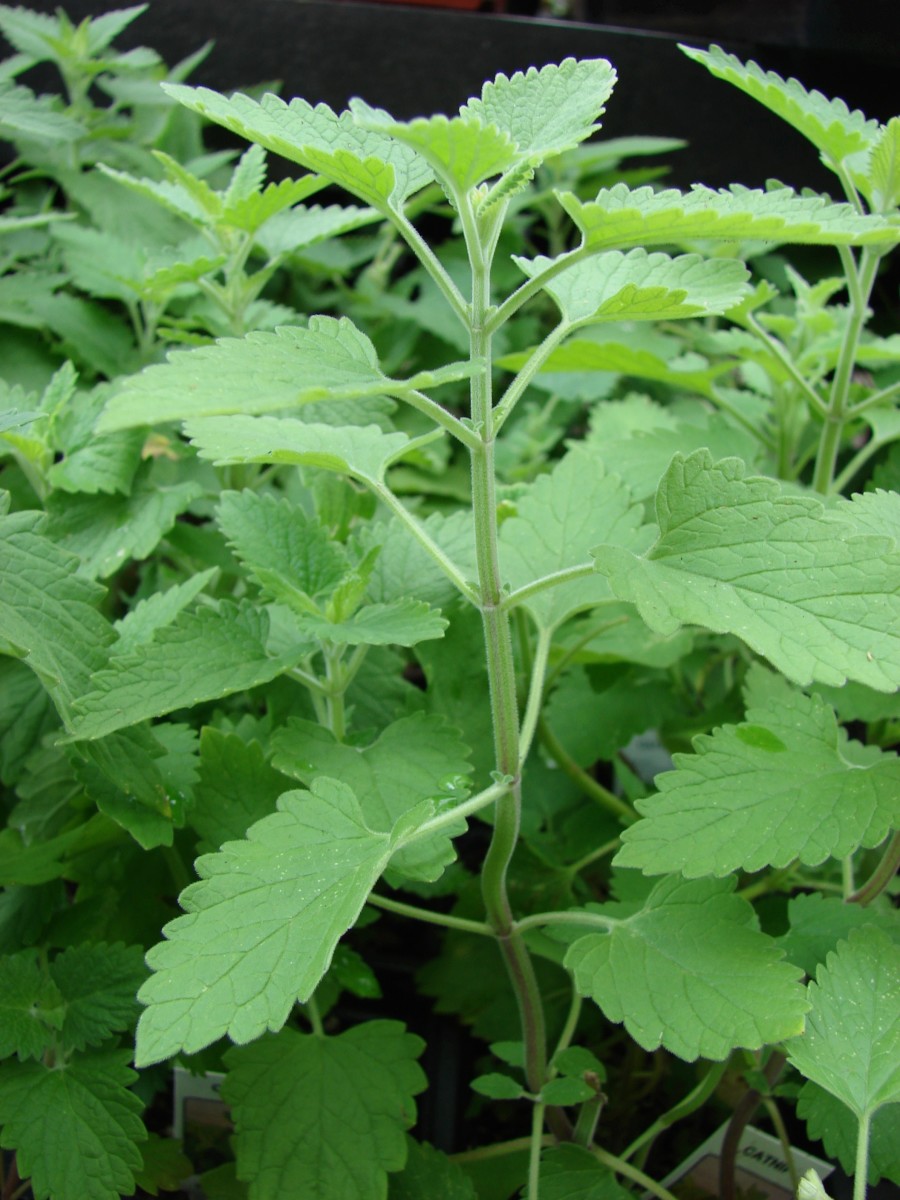 Leaves of the catnip plant