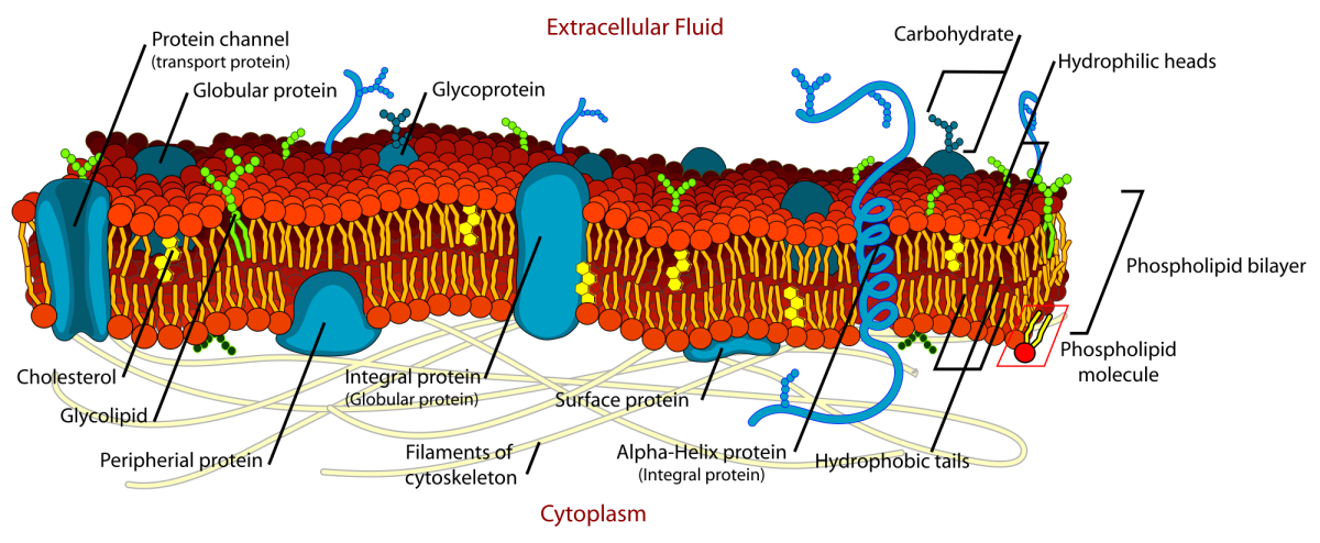 细胞膜细胞或质膜