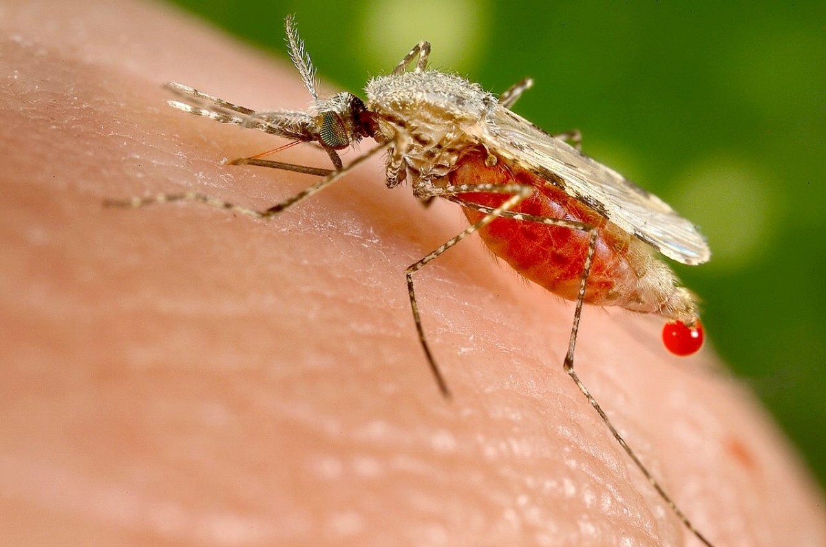 Anopheles stephensi is one of the mosquitoes that transmits malaria.