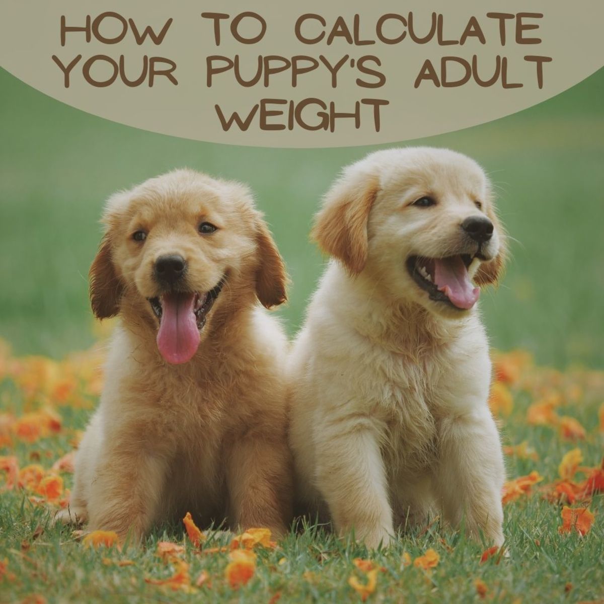 Calculating Your Puppy's Adult Weight