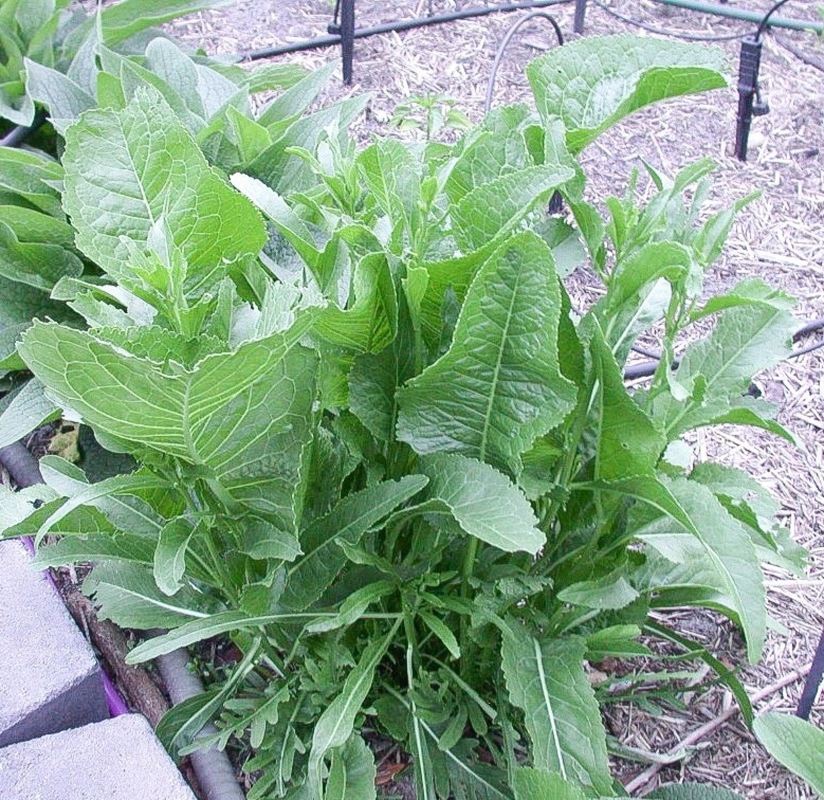 Horseradish leaves are edible and can be used like other greens.