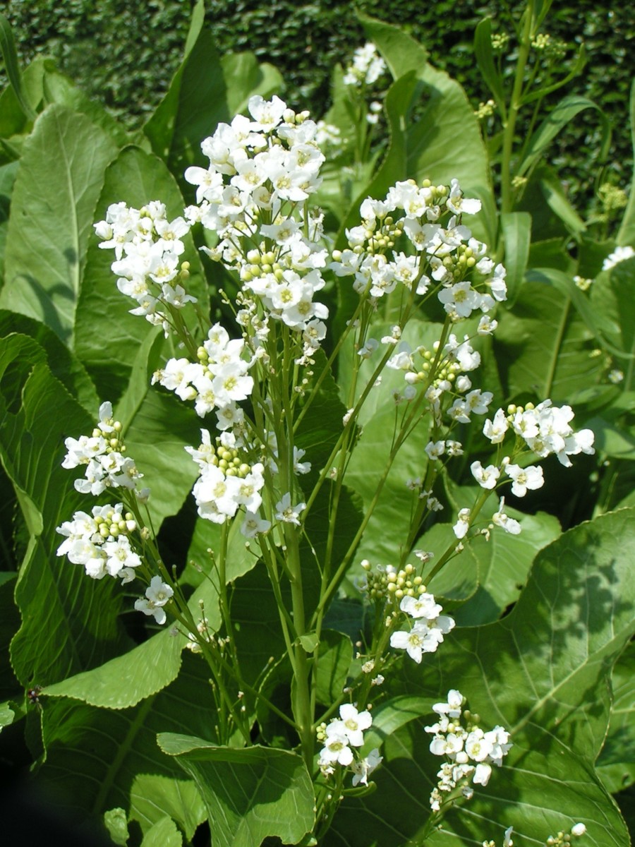 A horseradish plant has large leaves and attractive white flowers.