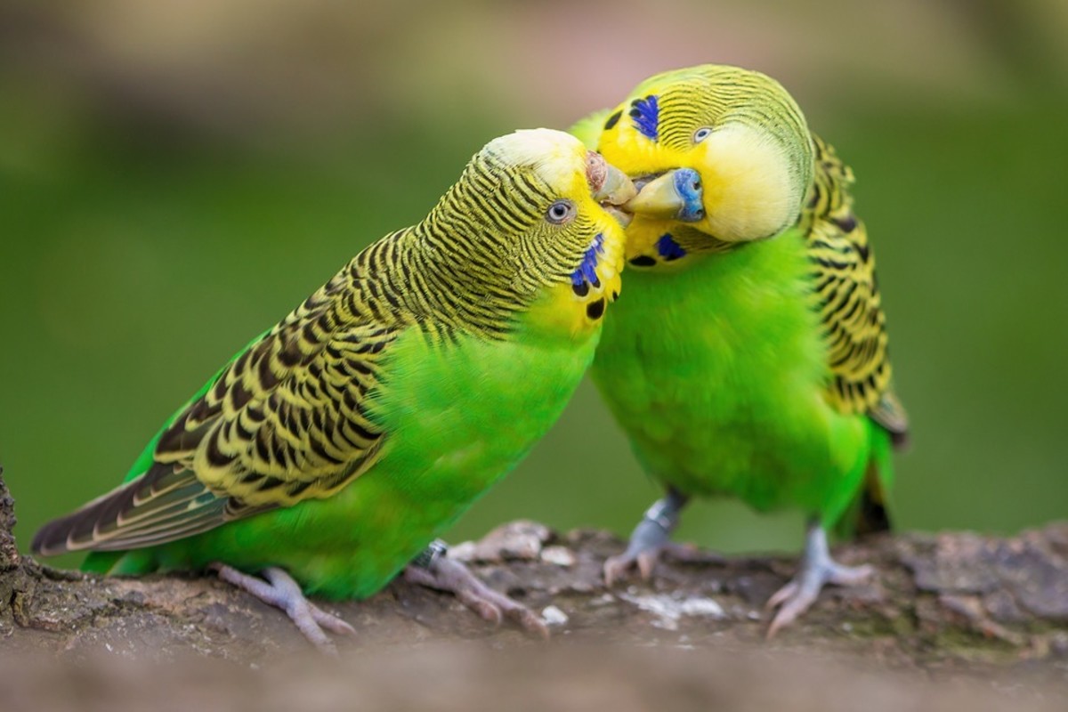 Why Budgies Are Better in Pairs