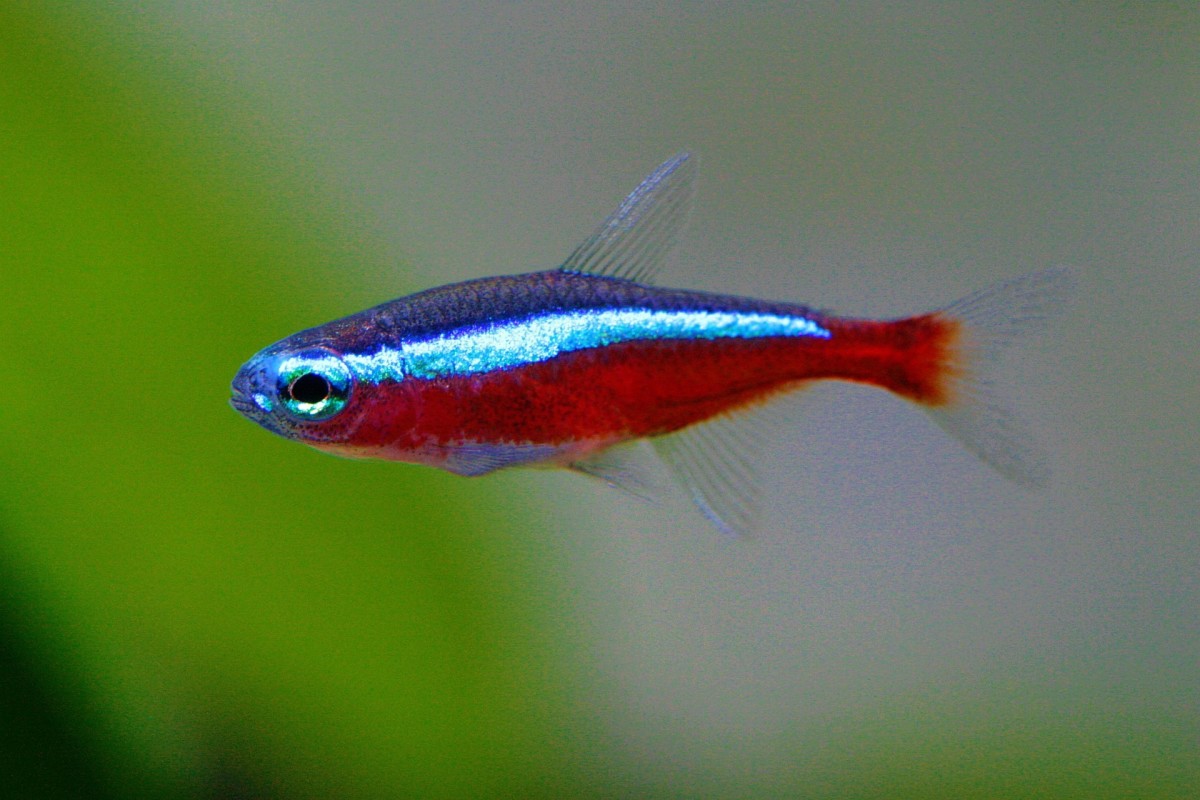 The Best and Worst Beginner Fish for Your Aquarium - PetHelpful