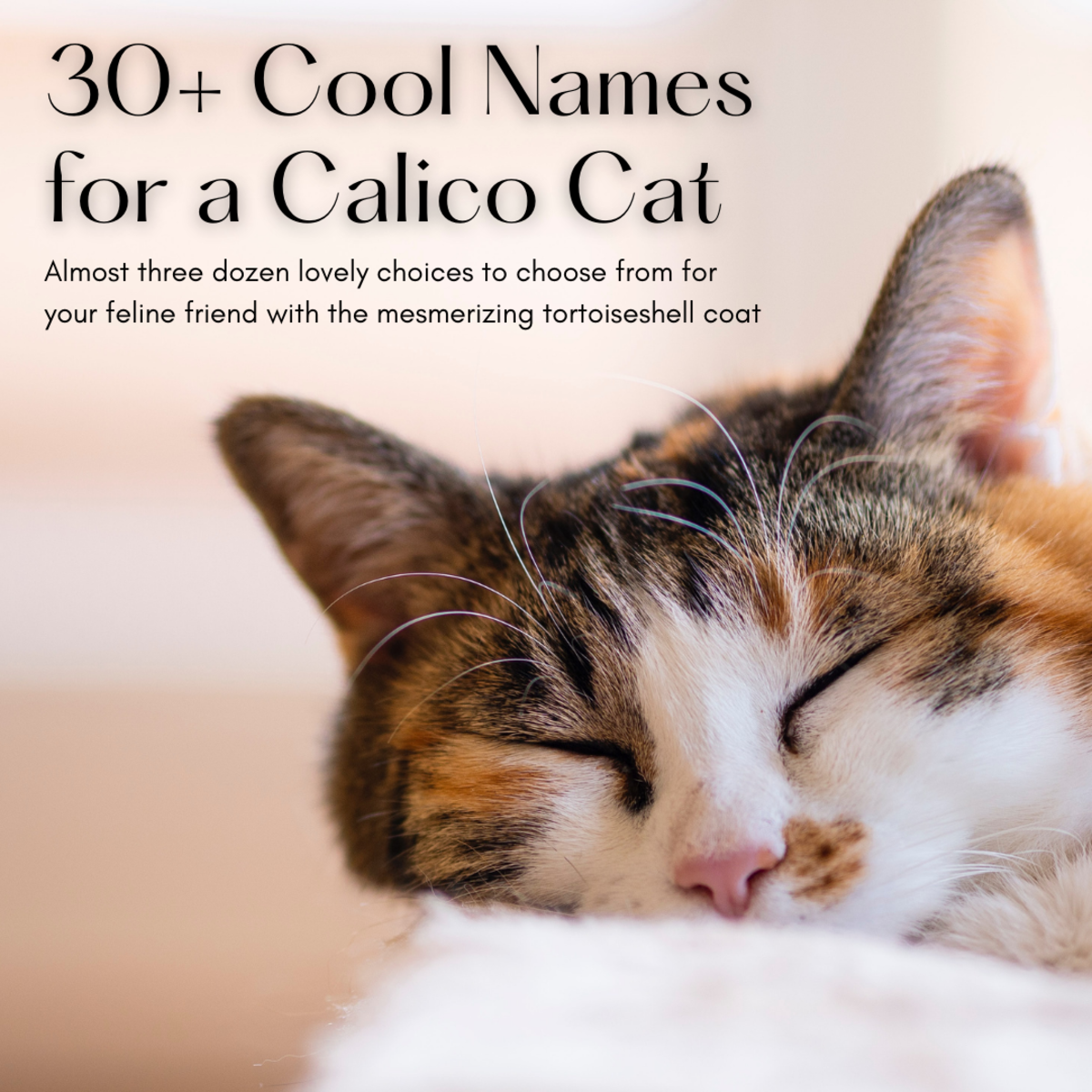 30 Great Names For A Calico Or Tortoiseshell Cat PetHelpful