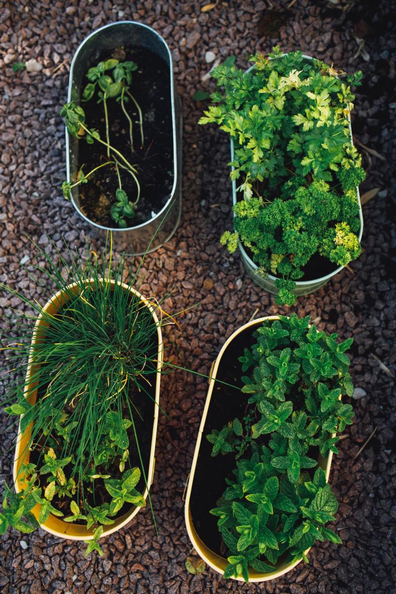 7-spices-for-you-to-grow-at-home-and-have-your-vegetable-garden