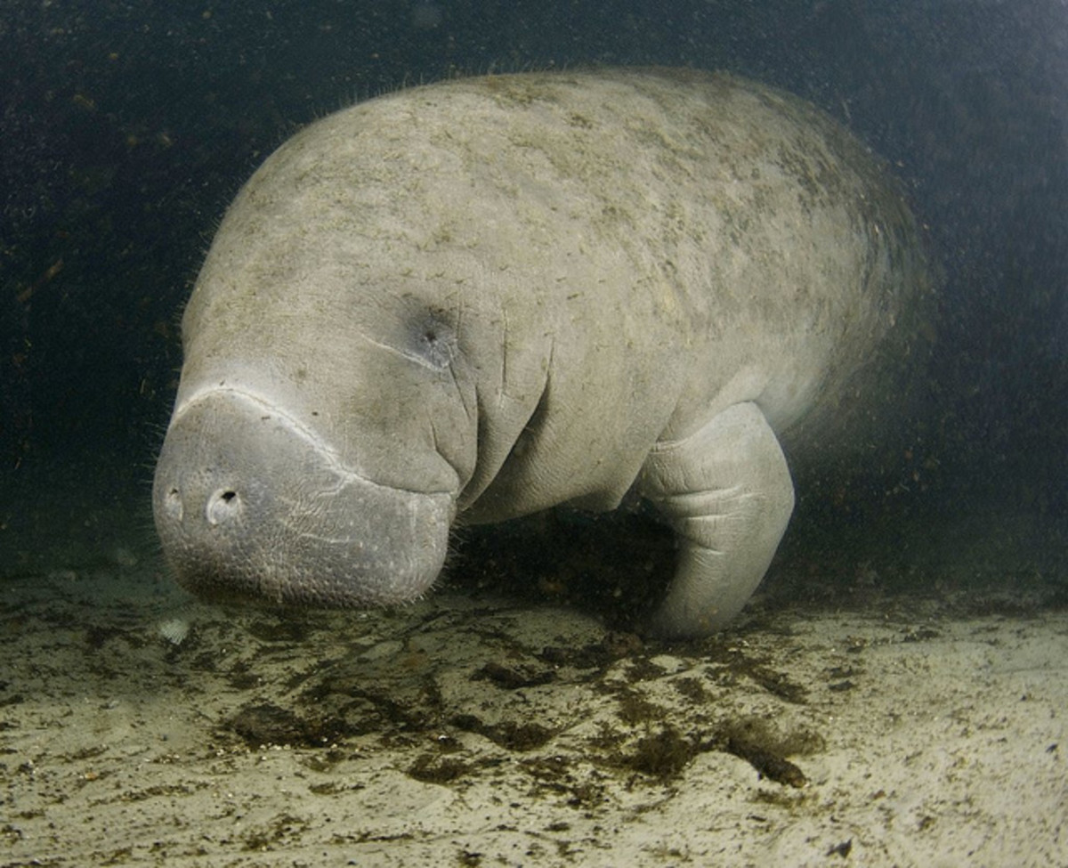 Manatee from Crystal River, Florida