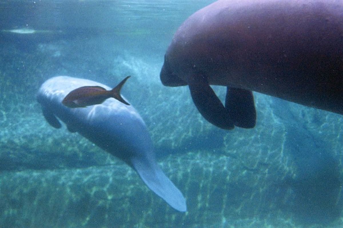 Manatees in Crystal River, Florida: Endangered Species A.k.a. Sea Cows
