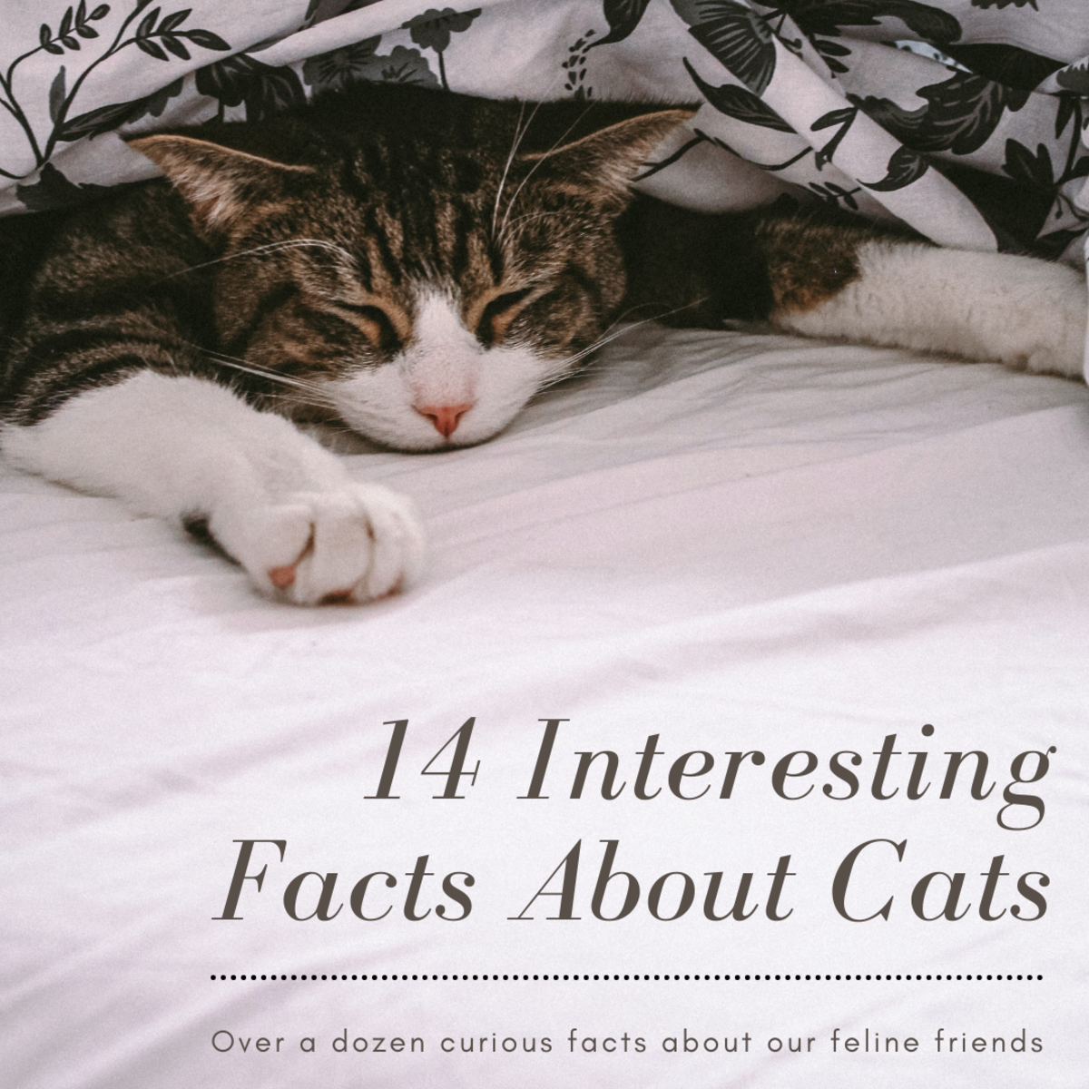 14 Fun Facts You May Not Know About Your Cat 