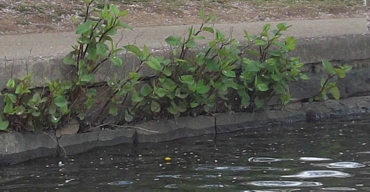 Plants along the water's edge