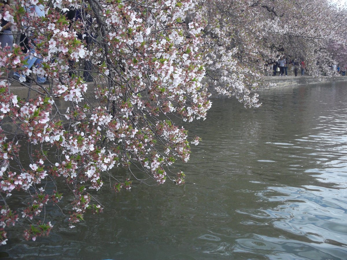 Seasonal Cover Photos for Facebook: Spring and Summer Edition - HubPages