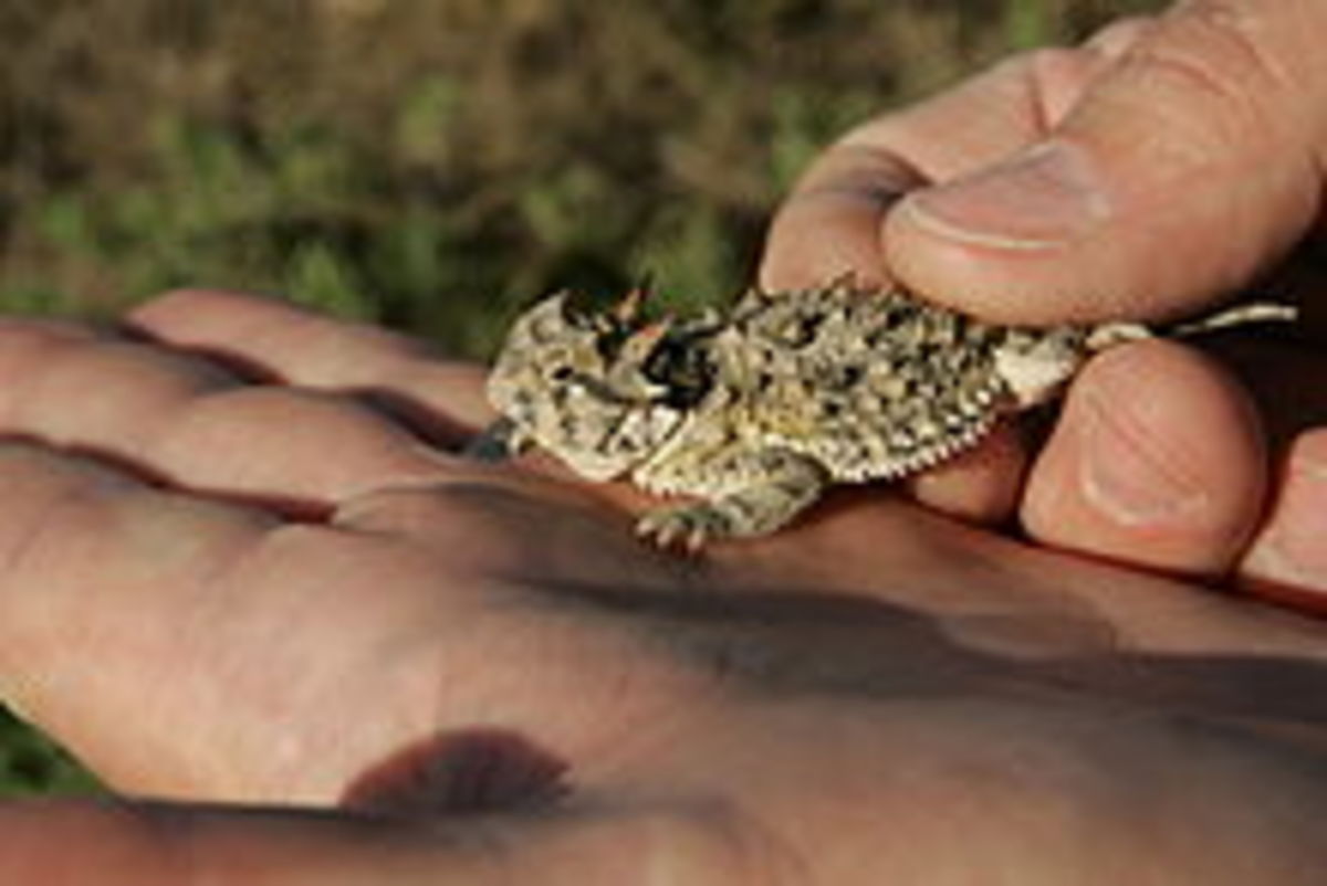 Small Texas horned lizard in the hand of a member of the US Fish and Wildlife Service.