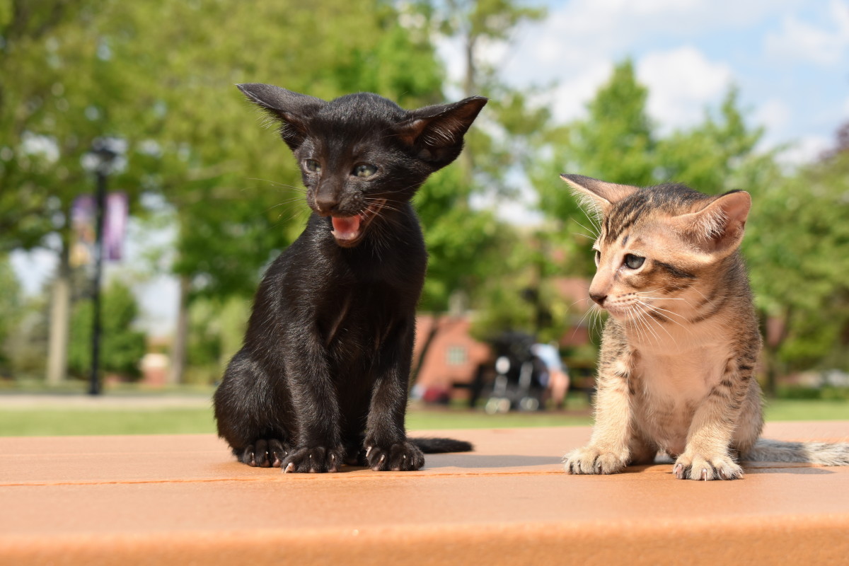 Black and Ticked Oriental Shorthair Kittens