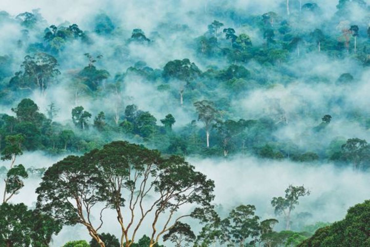 Borneo rainforest, one of the most ancient in the world.