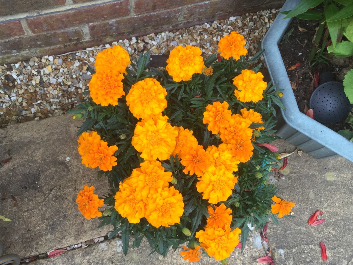 how-to-grow-marigolds-for-free-from-harvested-seed