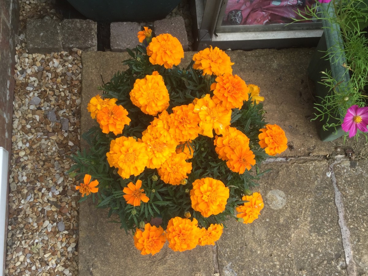 how-to-grow-marigolds-for-free-from-harvested-seed