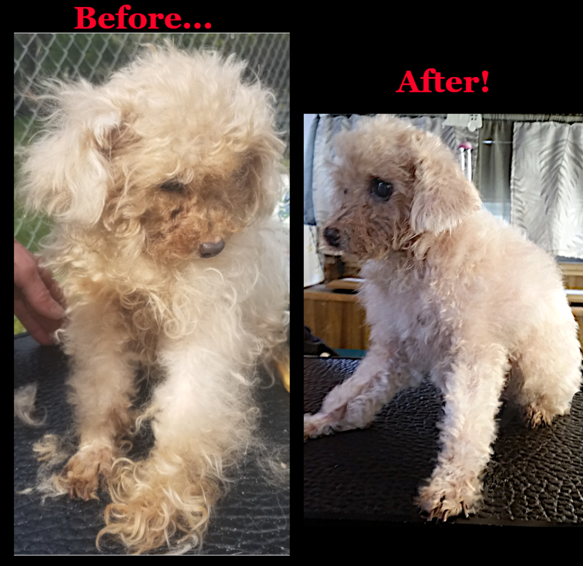Toy Poodle Before & After