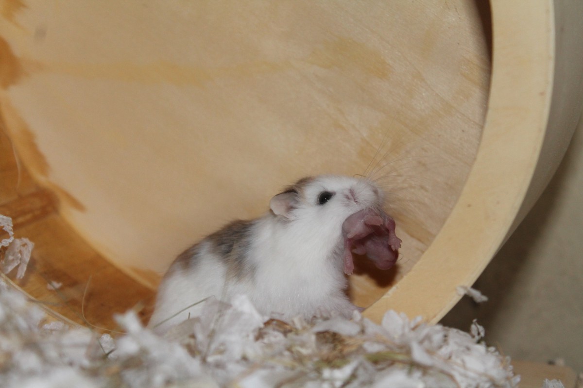 hamster-everything-you-need-to-know-before-adopting-it