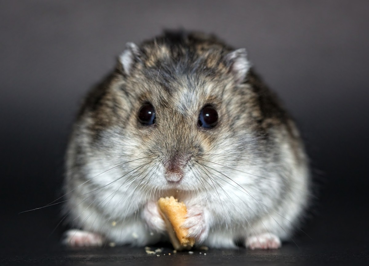 hamster-everything-you-need-to-know-before-adopting-it
